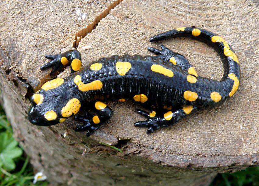 Salamandra Village Kozevo エクステリア 写真